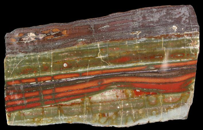 Stromatolite Slice - Pilbara, Australia ( Billion Years) #92649